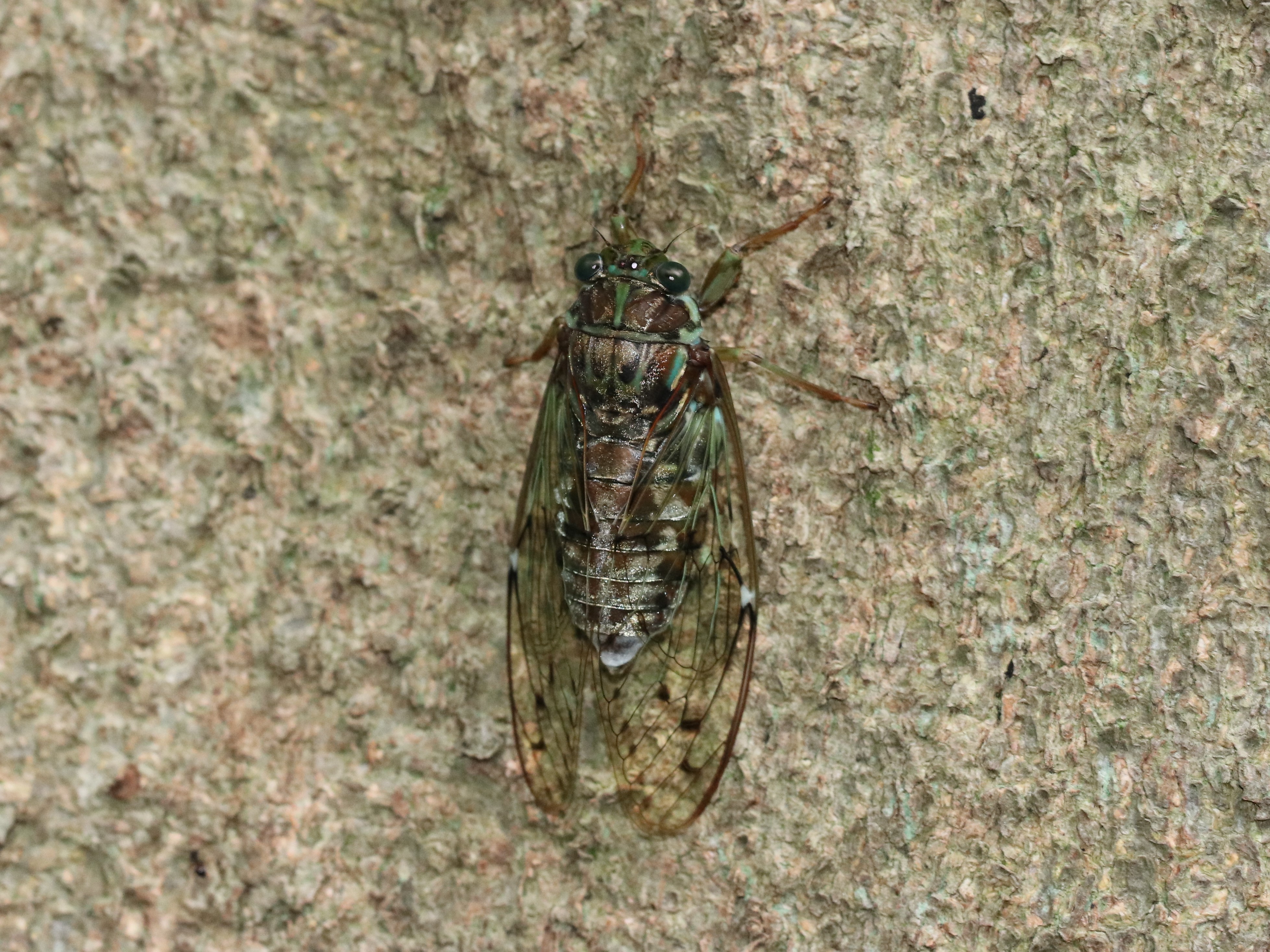 木にとまるヒグラシ